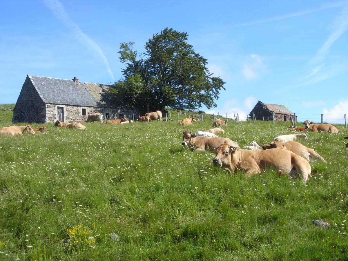 Chambres D'Hotes Le Lepadou-Bas Saint-Chély-dʼAubrac Dış mekan fotoğraf